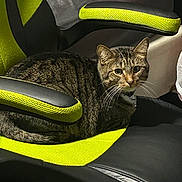 Bruce joined the competition — help win amazing prizes! animal, black, cat, chair, closeup, comfortable, cozy, curled_up, domestic, fur, furniture, green, indoor, looking, office_chair, pet, portrait, resting, tabby, whiskers