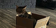 Bruce is registered to the contest to win money with this photo: animal, brick_wall, cardboard_box, cat, cozy, curious, decor, domestic, feline, flooring, fur, home, indoor, love_sign, pet, sitting, tabby_cat, tail, whiskers, wooden_floor