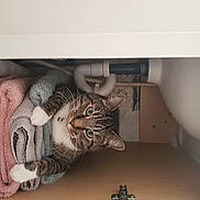 Mr Lucky is registered to the contest to win money with this photo: art, cat, ceiling, comfort, domestic_short_haired_cat, drawer, felidae, flooring, fur, grey, pattern, rectangle, room, shelf, shelving, small_to_medium_sized_cats, stairs, visual_arts, whiskers, wood