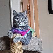 Muda Fuker.. joined the competition — help win amazing prizes! cat, gray_cat, tabby, pet, scratching_post, carpeted_perch, indoor, fur, whiskers, ears, claws, colorful_shirt, feline, animal, cute, household, looking, climbing, paw, tail