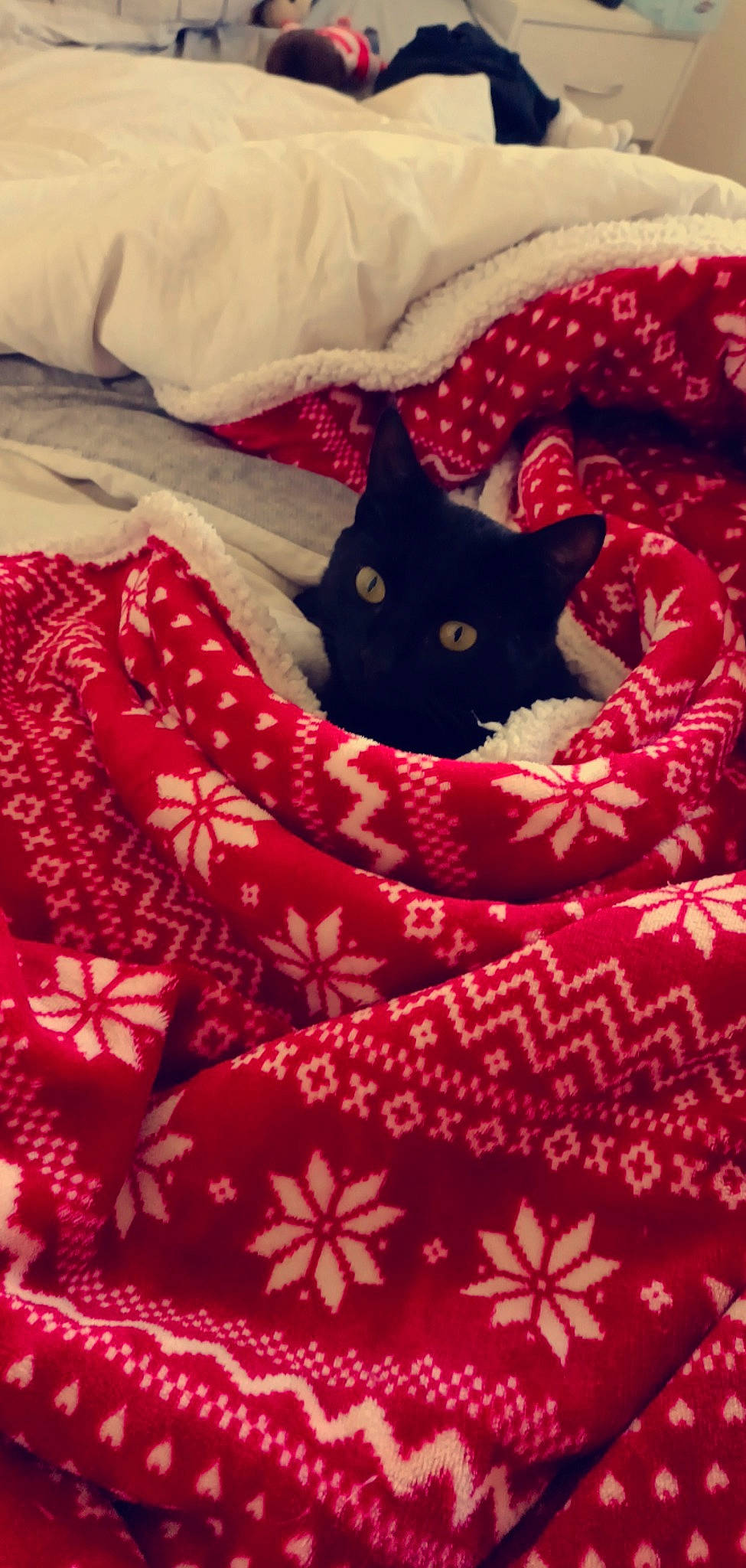 Spidey participe au concours pour gagner de l'argent avec cette photo : bed, bedding, black, carnivore, cat, comfort, creative_arts, felidae, flooring, light, linens, magenta, pattern, red, small_to_medium_sized_cats, tail, textile, tints_and_shades, whiskers, white