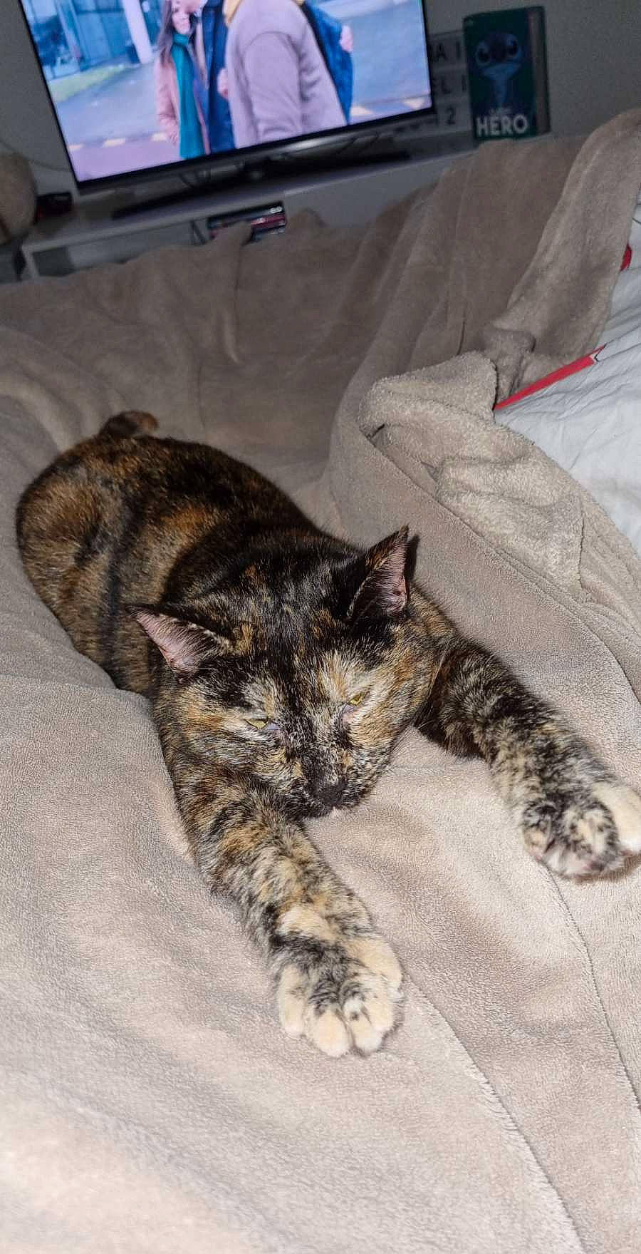 Nala a rejoint le concours — aidez-le/la à gagner de superbes lots ! bed, carnivore, cat, claw, comfort, couch, dog_breed, domestic_short_haired_cat, felidae, flooring, fur, mammal, nap, paw, small_to_medium_sized_cats, snout, tail, television, terrestrial_animal, whiskers