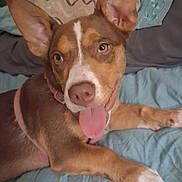 Winnie is registered to the contest to win money with this photo: dog, pet, canine, tongue_out, ears, bed, blanket, resting, happy, domestic_animal, fur, brown, white, collar, indoor, cute, animal, relaxed, playful, closeup