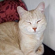 Minouche a rejoint le concours — aidez-le/la à gagner de superbes lots ! cat, cream_colored, striped, sleeping, indoor, pillow, red_pillow, leaf_pattern, fur, whiskers, relaxed, cozy, pet, animal, close_up, resting, face, ears, soft_fur, domestic_cat