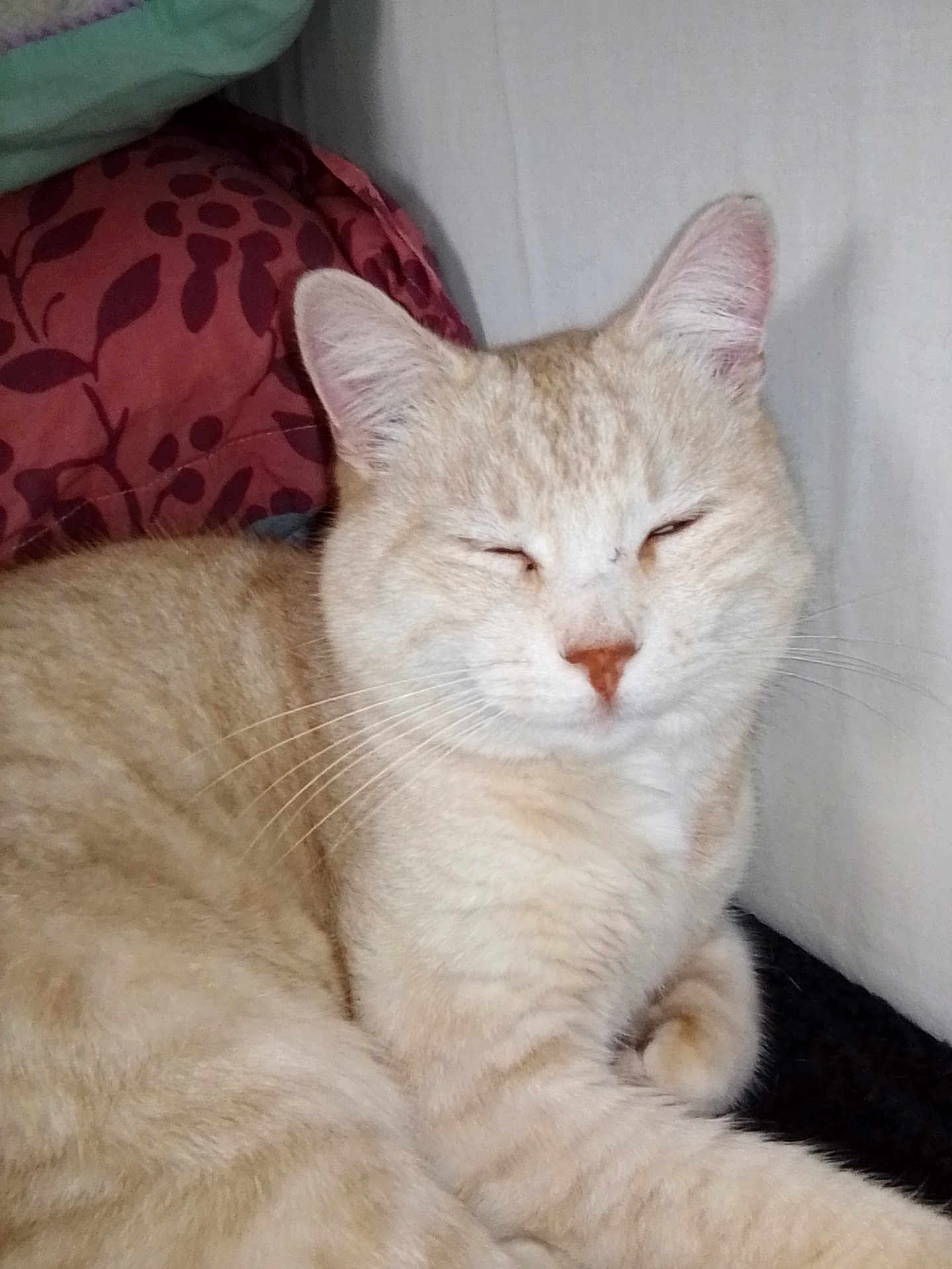 Minouche a rejoint le concours — aidez-le/la à gagner de superbes lots ! cat, cream_colored, striped, sleeping, indoor, pillow, red_pillow, leaf_pattern, fur, whiskers, relaxed, cozy, pet, animal, close_up, resting, face, ears, soft_fur, domestic_cat