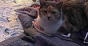 Baby Lily joined the competition — help win amazing prizes! cat, feline, pet, animal, tabby, gray_cat, white_chest, sitting, bed, blankets, bedding, bedroom, cozy, indoors, wall_decor, butterfly_decor, patterned_sheets, laundry, home, portrait