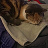 Baby Lily joined the competition — help win amazing prizes! cat, cats, sleeping, sleepy, cuddling, resting, tabby, calico, fur, whiskers, ears, paws, towel, blanket, bed, cozy, indoors, pet, nap, portrait