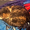 Baby Lily is registered to the contest to win money with this photo: cat, tortoiseshell_cat, sleeping, curled_up, furry, pet, animal, blanket, bed, indoors, cozy, relaxed, resting, closed_eyes, whiskers, paws, tail, brown_fur, black_fur, colorful_background