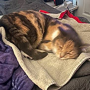 Baby Lily joined the competition — help win amazing prizes! cat, tabby_cat, sleeping, curled_up, pet, feline, fur, striped_fur, bed, blanket, cozy, bedroom, nap, relaxed, indoor, home, bedding, purple_blanket, gray_blanket, resting