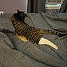 cat, tabby_cat, white_paws, striped_fur, animal, pet, sleeping, relaxing, stretched_out, bed, quilt, blanket, bedroom, window, air_conditioner, curtains, indoor, home, cozy, photography