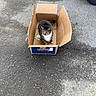 cat, animal, pet, tabby, white_chest, sitting, cardboard_box, shipping_box, chewy, outdoor, parking_lot, asphalt, concrete, car, vehicle, daylight, street, whiskers, striped_fur, portrait