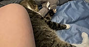 Bad Ass joined the competition — help win amazing prizes! cat, tabby_cat, pet, sleeping, lying_down, bed, bedding, blanket, stuffed_animal, elephant_toy, bedroom, indoors, cozy, relaxed, furry, striped_fur, animal, nighttime, human_leg, cuddling