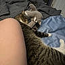 cat, tabby_cat, pet, sleeping, lying_down, bed, bedding, blanket, stuffed_animal, elephant_toy, bedroom, indoors, cozy, relaxed, furry, striped_fur, animal, nighttime, human_leg, cuddling