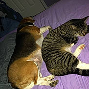 Bad Ass is registered to the contest to win money with this photo: beagle, cat, dog, tabby_cat, pet, animals, sleeping, lying_down, bed, blanket, purple_bedding, indoors, bedroom, relaxed, cozy, striped_fur, brown_fur, white_fur, black_fur, companions