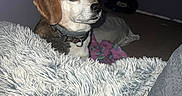 Penny is registered to the contest to win money with this photo: dog, pet, beagle, canine, animal, portrait, indoors, bedroom, blanket, shaggy_blanket, bed, pillow, collar, flash_photography, brown_and_white, sitting, looking_at_camera, cute, home, low_light