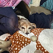 Penny joined the competition — help win amazing prizes! dog, puppy, pet, animal, face, eyes, nose, sleepy, peeking, blanket, bed, bedding, plush_toy, reindeer, stuffed_animal, cozy, indoors, bedroom, portrait, cuddling