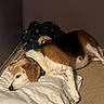 Penny joined the competition — help win amazing prizes! dog, dogs, sleeping, resting, bed, blanket, bedding, bedroom, indoors, cozy, nap, lying_down, sprawled, curled_up, brown_and_white, white_dog, brown_dog, pet, domestic_animal, relaxed