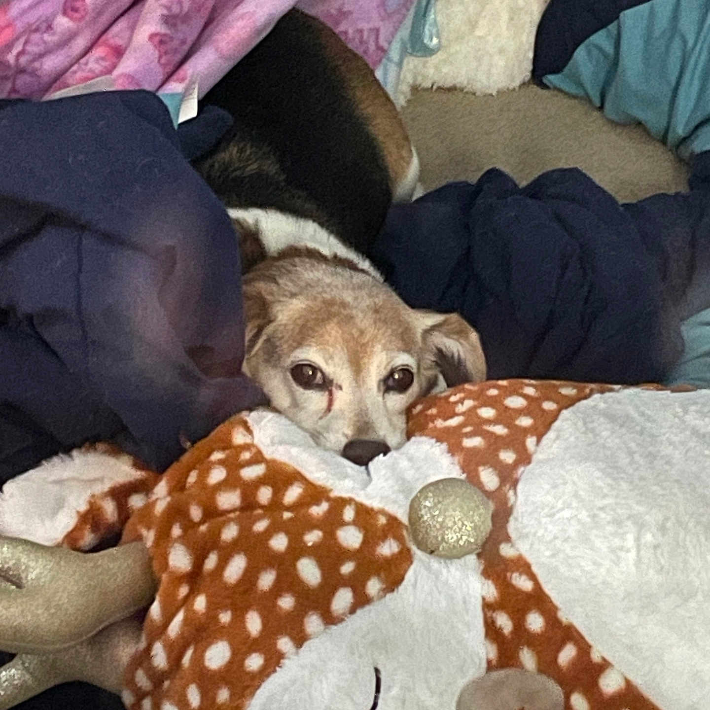 Penny