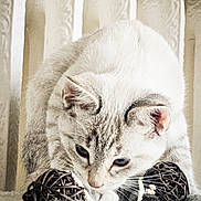 Blue a rejoint le concours — aidez-le/la à gagner de superbes lots ! cat, pet, playing, toy, woven_ball, string, curious, fur, indoor, close_up, whiskers, ears, paws, texture, soft, light, animal, cute, focus, cozy