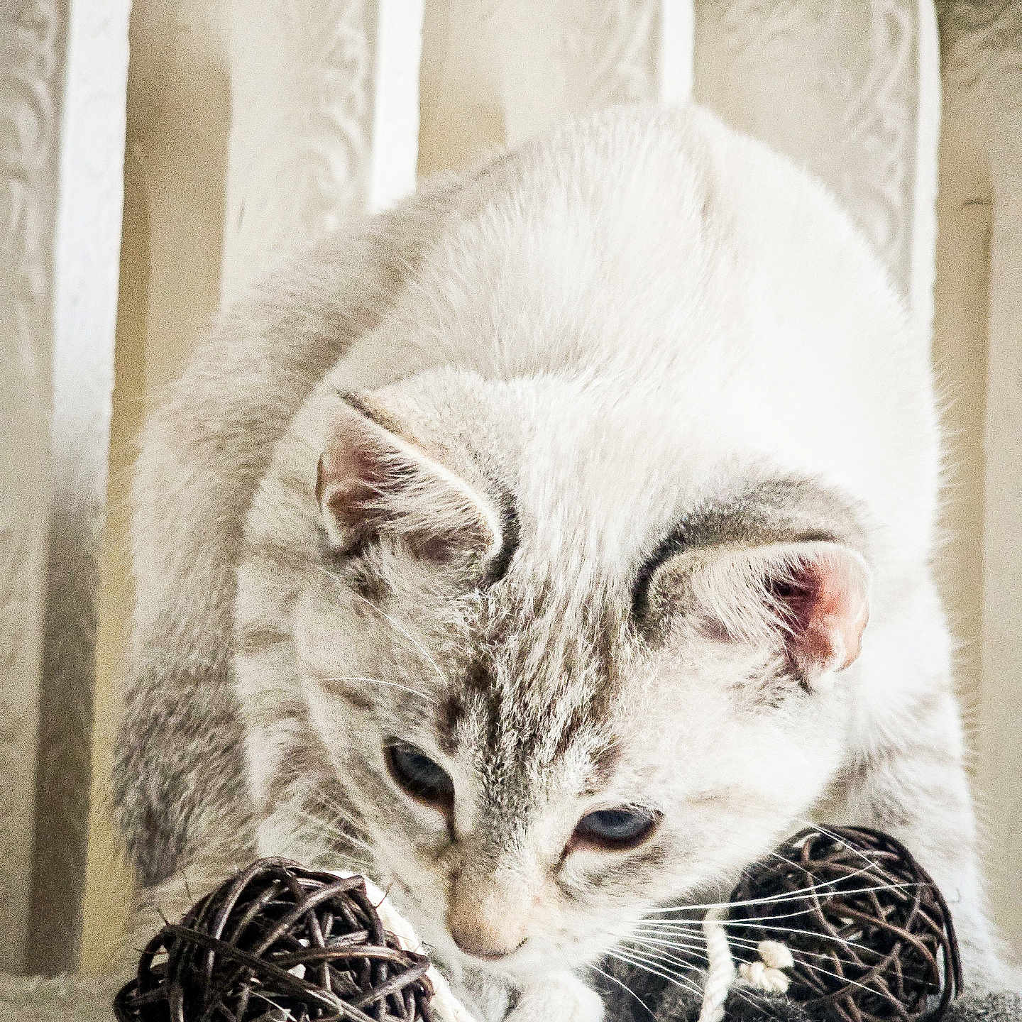 Blue a rejoint le concours — aidez-le/la à gagner de superbes lots ! animal, cat, close_up, cozy, curious, cute, ears, focus, fur, indoor, light, paws, pet, playing, soft, string, texture, toy, whiskers, woven_ball
