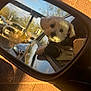 Jax is registered to the contest to win money with this photo: animal, car, companion, cute, daytime, dog, fluffy, leisure, nature, outdoor, parked_car, pet, reflection, road, side_mirror, sunlight, travel, vehicle, white_dog, window