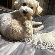 Jax is registered to the contest to win money with this photo: animal, bed, blanket, companion, cozy, curly_fur, cute, dog, domestic, fluffy, fur, home, indoor, lying_down, paw, pet, relaxed, small_dog, soft_light, white