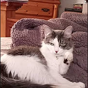 Lola is registered to the contest to win money with this photo: cat, pet, indoor, bed, blanket, furniture, wooden_dresser, television, relaxed, fluffy, white_cat, gray_cat, animal, cozy, resting, domestic, cute, household, portrait, feline