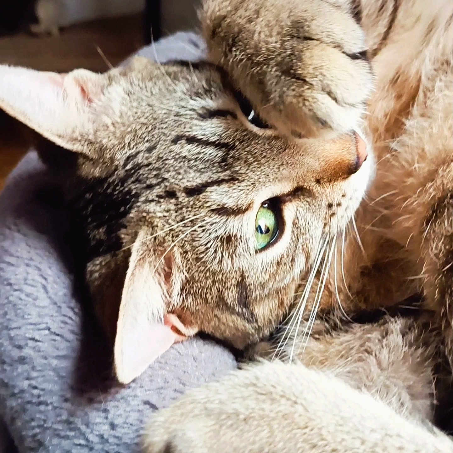 Baloo a rejoint le concours — aidez-le/la à gagner de superbes lots ! animal, blanket, cat, close_up, cozy, cute, feline, fur, green_eyes, indoor, paw, pet, playful, relaxed, resting, sleepy, snuggled, soft, tabby, whiskers