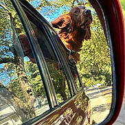 Sted is registered to the contest to win money with this photo: dog, car, side_mirror, reflection, outdoor, trees, road, window, pet, animal, brown_dog, happy, moving_vehicle, collar, sunlight, daytime, nature, travel, canine, transportation