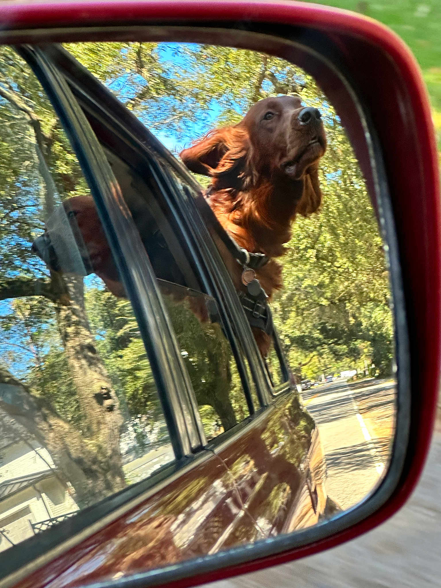 Sted is registered to the contest to win money with this photo: dog, car, side_mirror, reflection, outdoor, trees, road, window, pet, animal, brown_dog, happy, moving_vehicle, collar, sunlight, daytime, nature, travel, canine, transportation