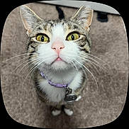 Mocha is registered to the contest to win money with this photo: cat, tabby_cat, white_fur, striped_fur, yellow_eyes, close_up, portrait, pet, collar, bell, whiskers, pink_nose, pointed_ears, wide_eyes, indoor, carpet, standing, feline, cute, funny_expression