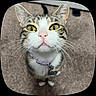 cat, tabby_cat, white_fur, striped_fur, yellow_eyes, close_up, portrait, pet, collar, bell, whiskers, pink_nose, pointed_ears, wide_eyes, indoor, carpet, standing, feline, cute, funny_expression