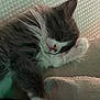 Baby joined the competition — help win amazing prizes! animal, blanket, cat, closeup, cozy, cushion, cute, domestic_animal, feline, fur, indoor, kitten, nap, paw, peaceful, pet, resting, sleeping, soft, whiskers
