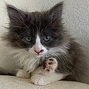 Baby joined the competition — help win amazing prizes! adorable, animal, blue_eyes, cat, closeup, cute, fluffy, fur, gray, indoor, kitten, paw, pet, pink_paw_pads, portrait, resting, small, whiskers, white, young