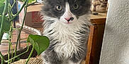 Baby is registered to the contest to win money with this photo: animal_portrait, cat, closeup, curious, cute, domestic, feline, fluffy, fur, gray, green_leaves, indoor, kitten, pet, plant, sitting, whiskers, white, woven_surface, young_animal