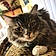 Mr. Mittens