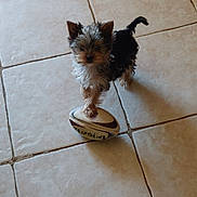 Buzzy a rejoint le concours — aidez-le/la à gagner de superbes lots ! puppy, dog, small_dog, toy, rugby_ball, tile_floor, indoor, pet, fur, animal, playful, cute, young_dog, standing, paw, black_and_brown, fluffy, pet_toy, companion, adorable