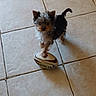 puppy, dog, small_dog, toy, rugby_ball, tile_floor, indoor, pet, fur, animal, playful, cute, young_dog, standing, paw, black_and_brown, fluffy, pet_toy, companion, adorable