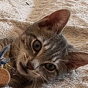 Musa participe au concours pour gagner de l'argent avec cette photo : blanket, cat, closeup, collar, comfort, curious, cute, domestic_animal, ears, eyes, face, fur, indoor, kitten, lying_down, pet, resting, tabby, texture, whiskers