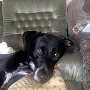 Sky participe au concours pour gagner de l'argent avec cette photo : dog, black_dog, white_spots, pillow, cushion, chair, indoor, pet, relaxed, resting, sofa, furniture, animal, closeup, portrait, looking, ears, cute, companion, home