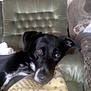 dog, black_dog, white_spots, pillow, cushion, chair, indoor, pet, relaxed, resting, sofa, furniture, animal, closeup, portrait, looking, ears, cute, companion, home