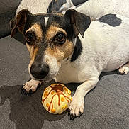 Louna a rejoint le concours — aidez-le/la à gagner de superbes lots ! dog, jack_russell, pet, toy, donut_toy, couch, paw, nose, eyes, looking_at_camera, indoor, close_up, white_fur, black_spots, living_room, pillow, playful, chew_toy, curious, adorable