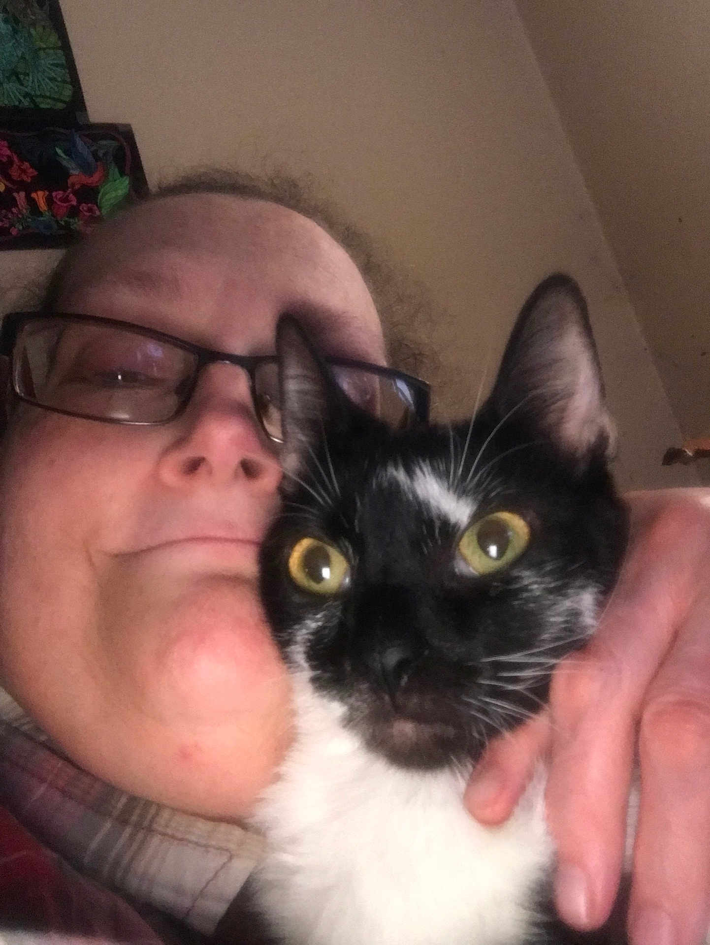 Gizmo joined the competition — help win amazing prizes! person, cat, glasses, indoor, close_up, black_and_white_cat, yellow_eyes, face, hand, cuddle, pet, affection, cozy, portrait, plaid_clothing, whiskers, feline, eyewear, happy, domestic_animal