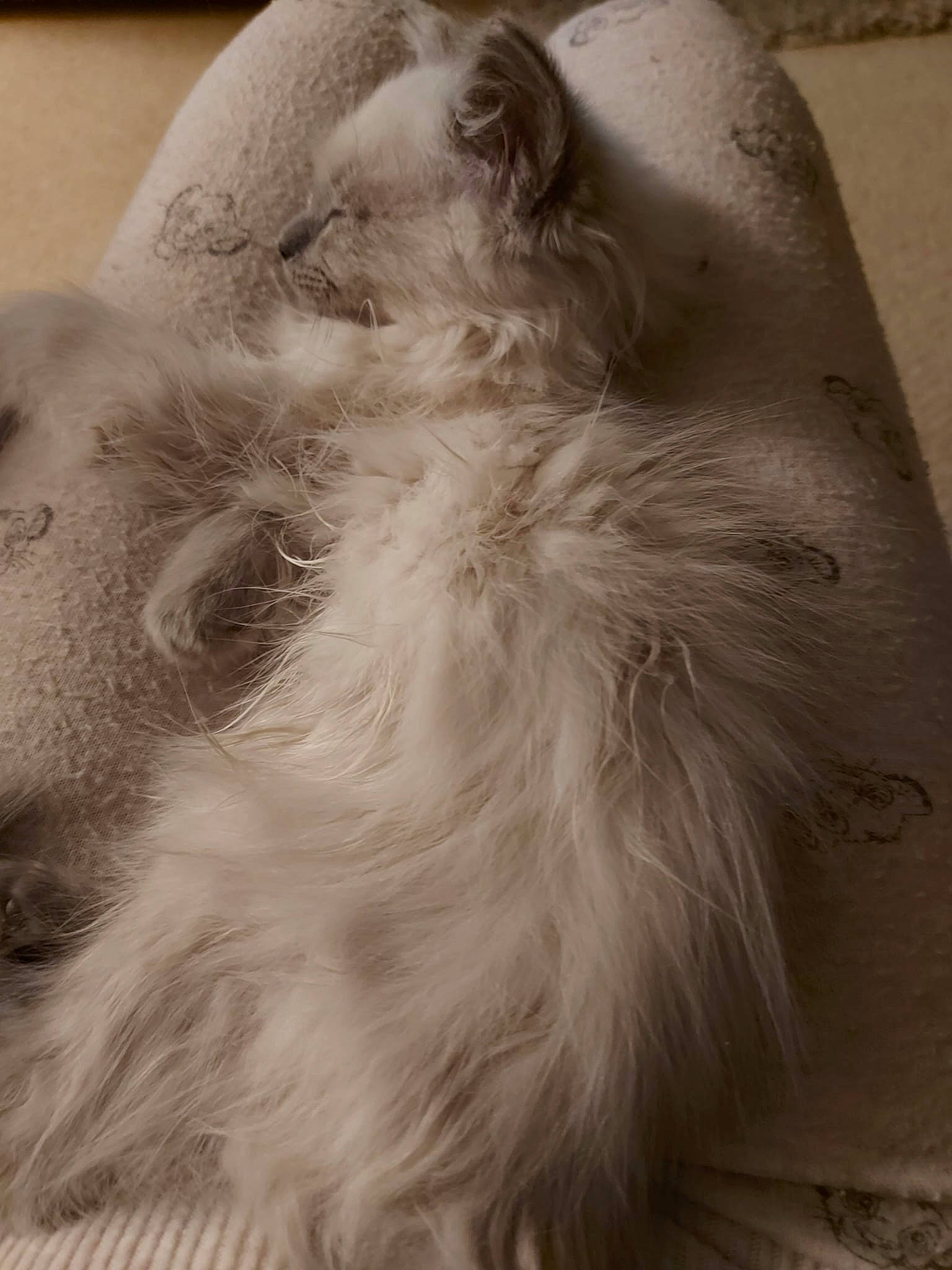 Bambi is registered to the contest to win money with this photo: canidae, carnivore, companion_dog, eye, feather, felidae, fur, grey, monochrome, monochrome_photography, paw, small_to_medium_sized_cats, snout, whiskers, wildlife, wing, wood