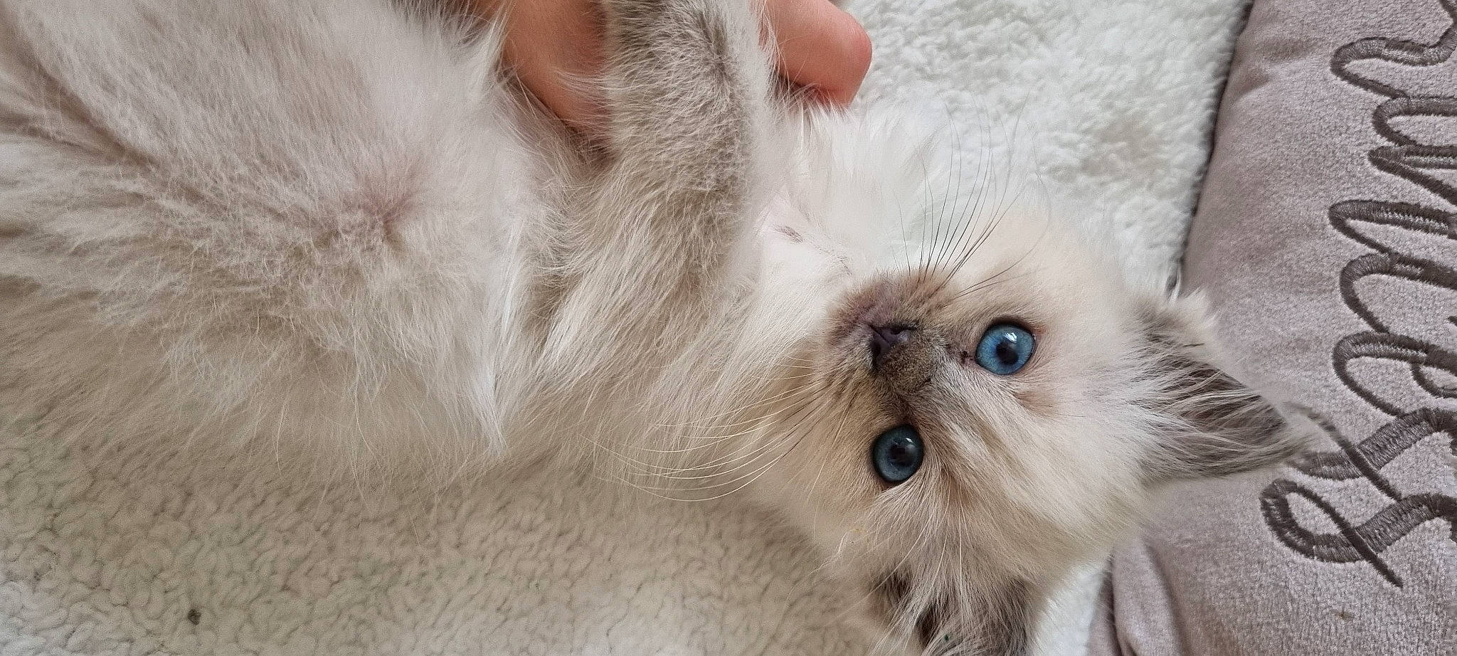 Bambi joined the competition — help win amazing prizes! carnivore, cat, claw, comfort, fawn, felidae, fur, paw, small_to_medium_sized_cats, snout, terrestrial_animal, whiskers