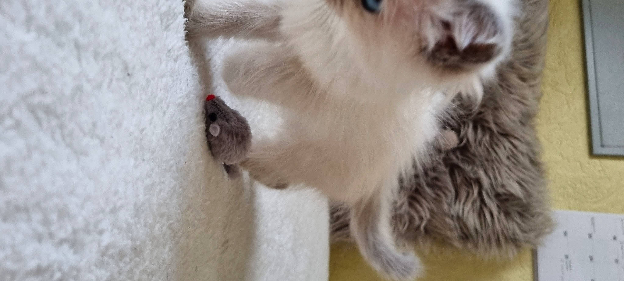 Bambi is registered to the contest to win money with this photo: balinese, canidae, carnivore, cat, claw, collar, companion_dog, dog_breed, felidae, fur, macaque, paw, small_to_medium_sized_cats, sporting_group, terrestrial_animal, whiskers, working_animal