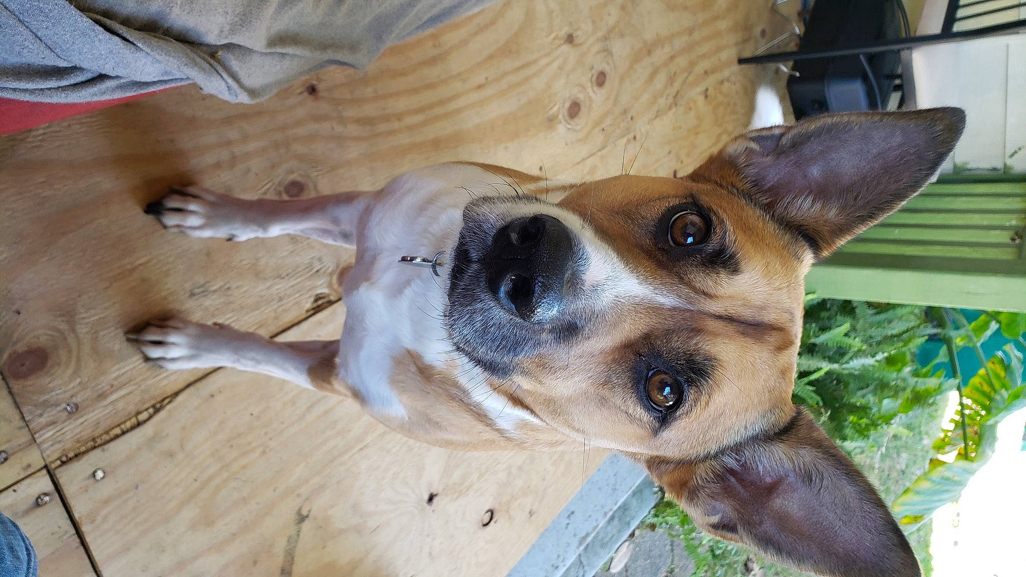 Roxy joined the competition — help win amazing prizes! animal_shelter, canidae, carnivore, collar, companion_dog, dog, dog_breed, dog_supply, ear, fawn, fur, hardwood, plant, snout, sporting_group, terrestrial_animal, varnish, whiskers, wood, wood_stain