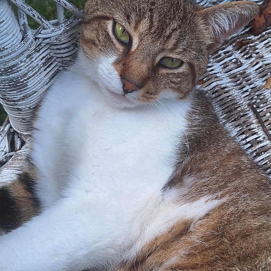 Pita Pie is registered to the contest to win money with this photo: abyssinian, animal, bed, blanket, cat, chair, furniture, hammock, homedecor, kitten, linen, manx, pet, siamese