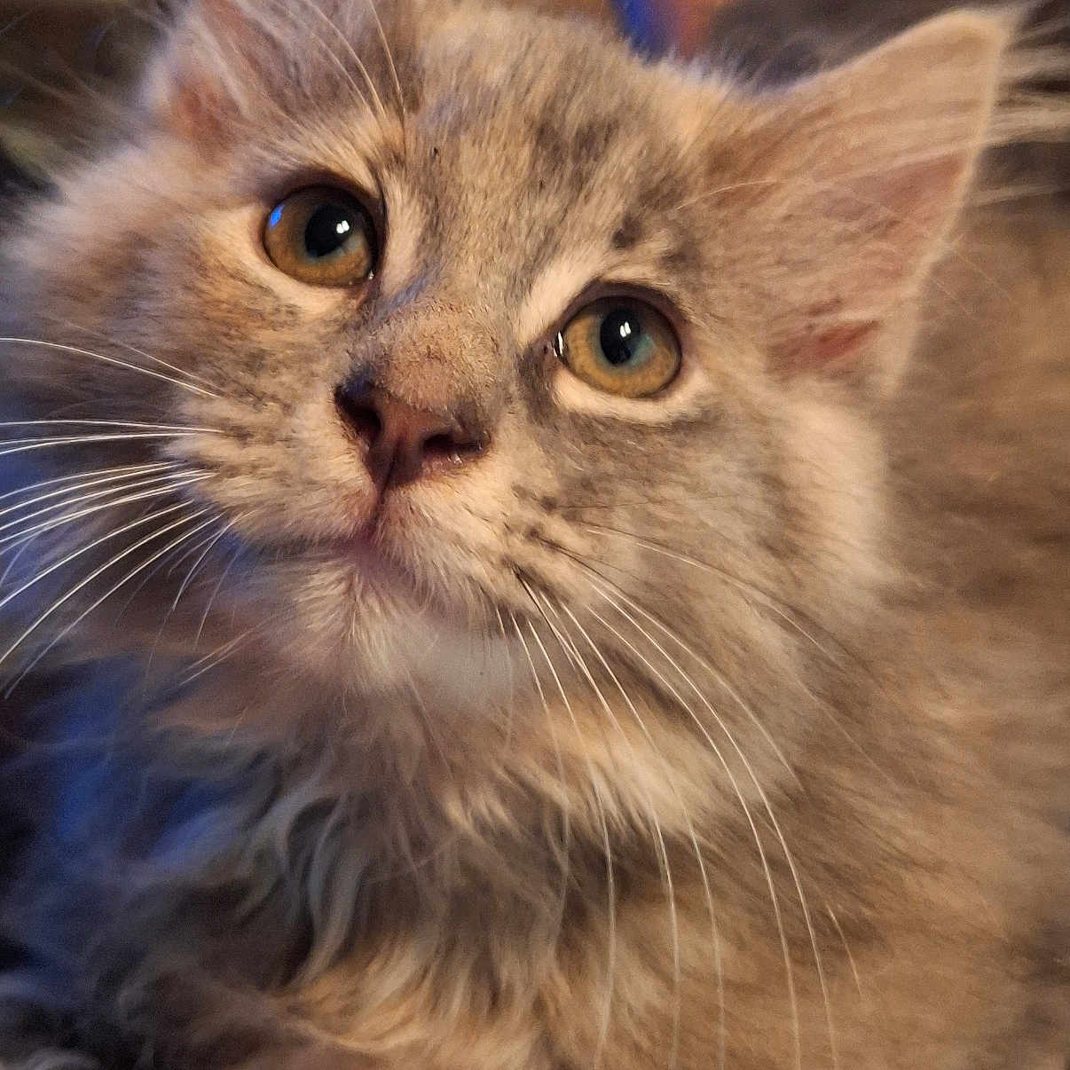 Mystique Moon joined the competition — help win amazing prizes! abyssinian, angora, animal, brasssection, cat, face, head, horn, kitten, manx, musicalinstrument, person, pet, siamese