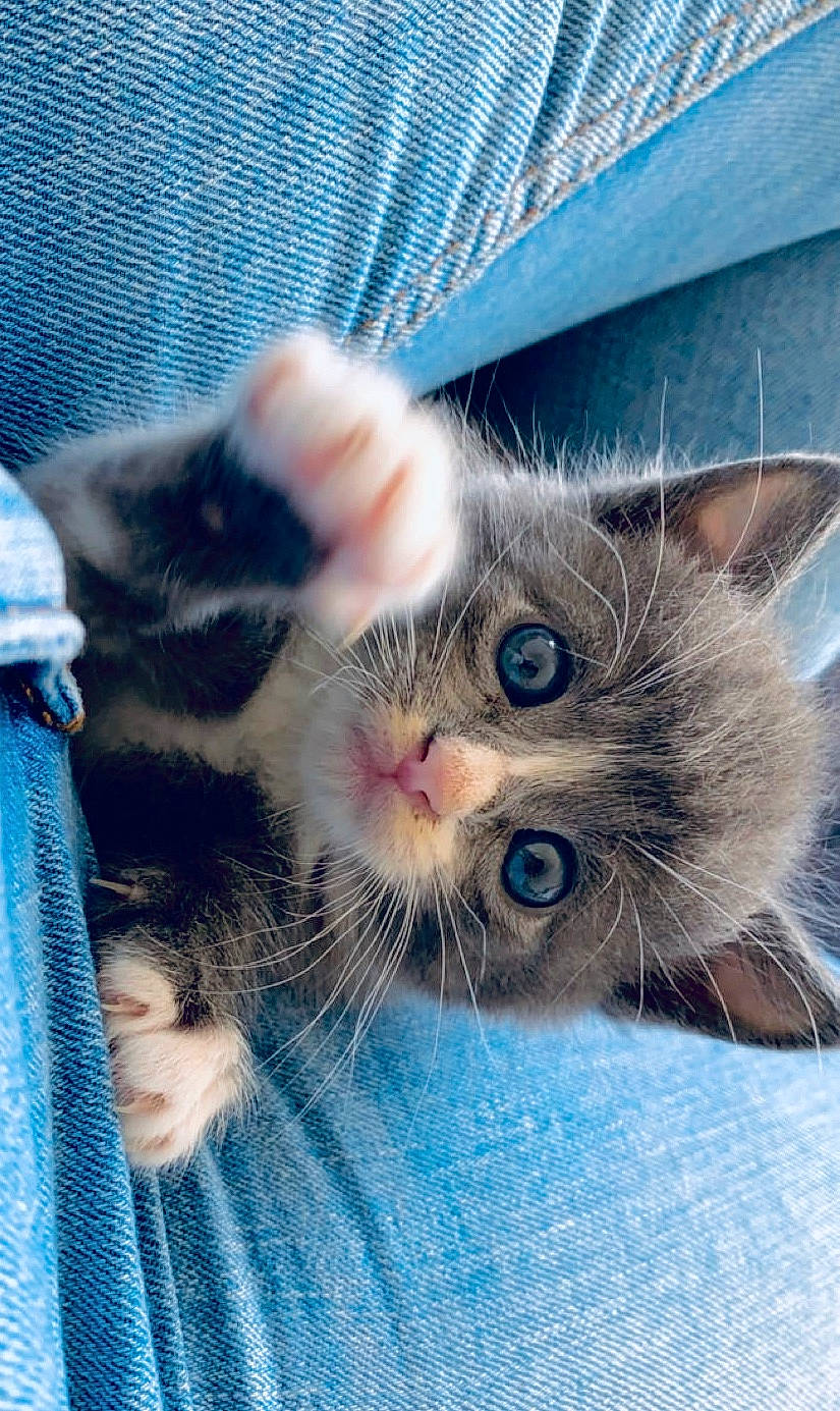 Moky participe au concours pour gagner de l'argent avec cette photo : american_shorthair, british_shorthair, carnivore, cat, domestic_short_haired_cat, european_shorthair, eye, fawn, felidae, fur, kitten, mammal, ojos_azules, persian, polydactyl_cat, ragdoll, small_to_medium_sized_cats, snout, tabby_cat, whiskers